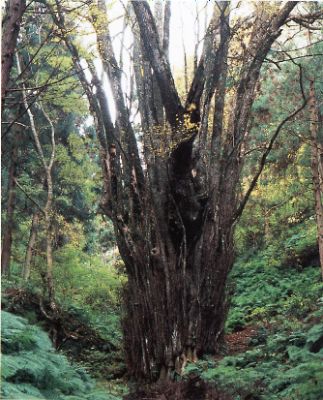 藤坂の大桂