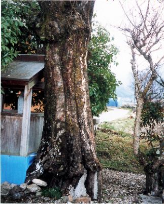 カキ地蔵