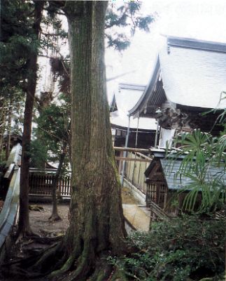 春日神社のカツラ