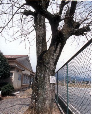 蟠龍庵のセンダン