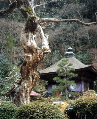 龍蔵寺のサルスベリ