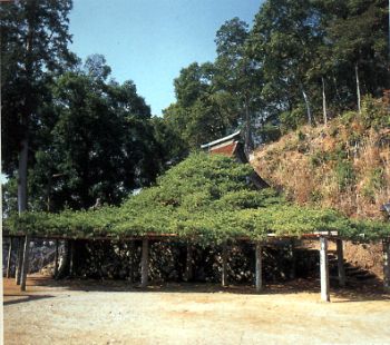 宮田の五葉松