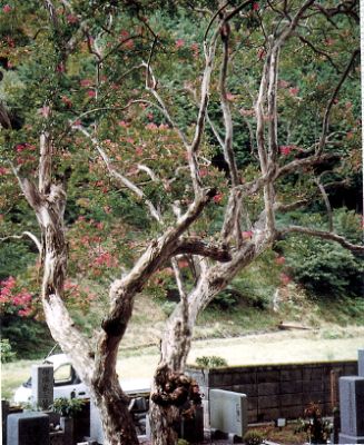 高蔵寺のサルスベリ