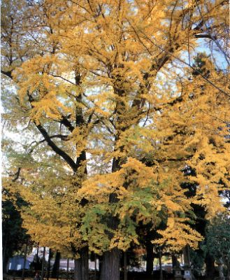 追手神社の夫婦イチョウ