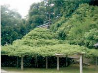 天満神社と五葉の松